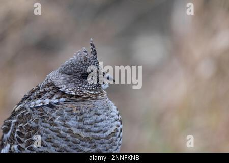 Nahaufnahme eines gerafften Groude. Stockfoto