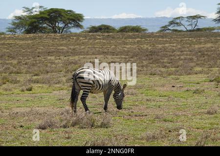 Zebra auf Crescent Island in Lake Naivasha, Kenia Stockfoto