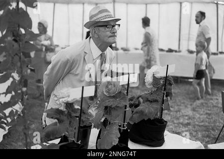 Ein Mann, der die Ausstellungen bei einer Blumenausstellung bewundert, Llanfrechfa, Wales, 1976 Stockfoto