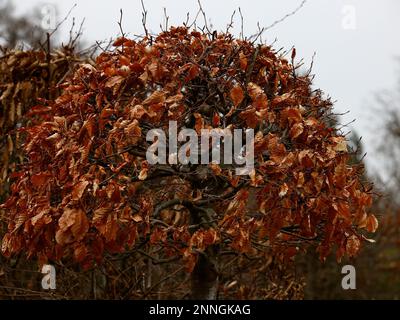 Getrocknete Blätter der lila Buchenhecke im Winter. Stockfoto