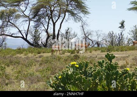 Zebra auf Crescent Island in Lake Naivasha, Kenia Stockfoto