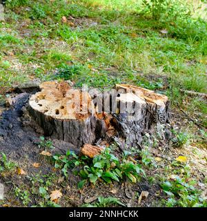 Baumstümpfe von Fällen von Bäumen im Wald. Stockfoto