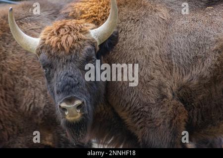 Nahaufnahme eines europäischen Bisons Stockfoto