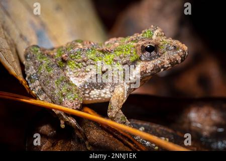 Profil eines Gricketfrosches mit grüner Markierung. Raleigh, North Carolina. Stockfoto