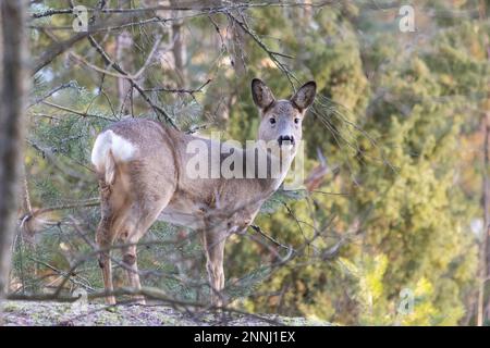 Rehe im Wald Stockfoto