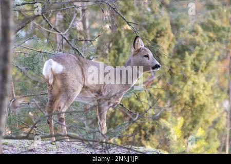 Rehe im Wald Stockfoto