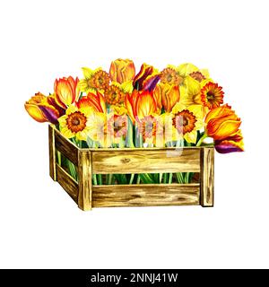 Frühlingsblumen Tulpen und Narzissen in einer Holzkiste. Auf weißem Hintergrund isolieren. Hand Aquarell. Für Grußkarten, Visitenkarten drucken, Aufkleber Stockfoto