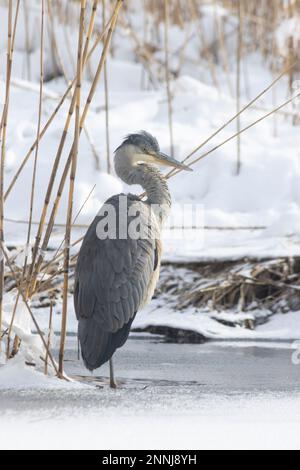 Ein grauer Reiher in Finnland im Winter Stockfoto