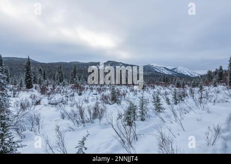 Winterlandschaft im Norden Kanadas im Januar mit schneebedeckten Landschaften im Borealwald bei Whitehorse. Stockfoto