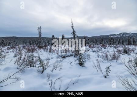 Winterlandschaft im Norden Kanadas im Januar mit schneebedeckten Landschaften im Borealwald bei Whitehorse. Stockfoto