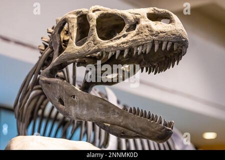 Allosaurus Fossilienskelett im MOSH (Museum of Science and History) im Zentrum von Jacksonville, Florida. (USA) Stockfoto