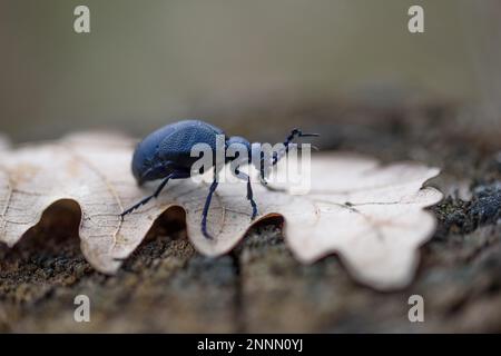 Meloe violaceus, der violette Ölkäfer, ist eine Art von Ölkäfer, die zur Familie Meloidae Unterfamilie Meloinae gehört. Stockfoto
