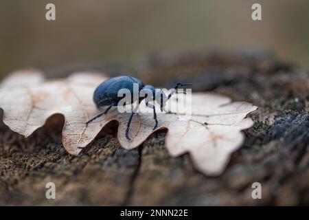 Meloe violaceus, der violette Ölkäfer, ist eine Art von Ölkäfer, die zur Familie Meloidae Unterfamilie Meloinae gehört. Stockfoto