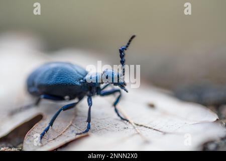 Meloe violaceus, der violette Ölkäfer, ist eine Art von Ölkäfer, die zur Familie Meloidae Unterfamilie Meloinae gehört. Stockfoto