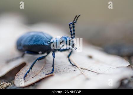 Meloe violaceus, der violette Ölkäfer, ist eine Art von Ölkäfer, die zur Familie Meloidae Unterfamilie Meloinae gehört. Stockfoto