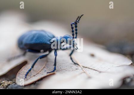 Meloe violaceus, der violette Ölkäfer, ist eine Art von Ölkäfer, die zur Familie Meloidae Unterfamilie Meloinae gehört. Stockfoto