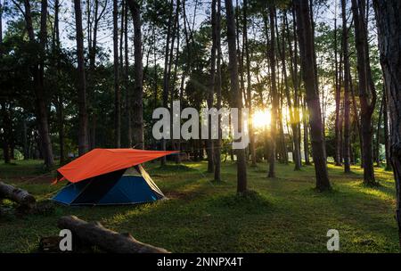 Campingplatz. Zelt im tropischen Kiefernwald bei Sonnenuntergang. Touristenzelt im Frühlingswald. Stockfoto