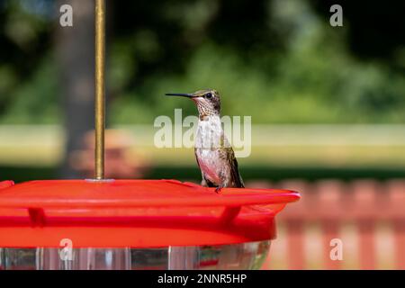 Rubinkehlender Kolibri, der aus Kolibri-Fütterung trinkt. Hinterhof-Vogelbeobachtung, Vogelbeobachtung und Naturschutzkonzept. Stockfoto