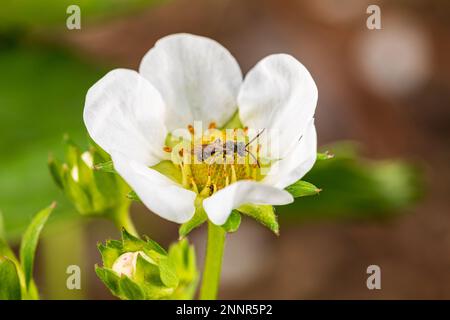 Ligated Furchenbiene pollinating Strawberry plant flower. Insektenbestäuber und Naturschutz, Pflanzenbestäubung und Gartenkonzept. Stockfoto