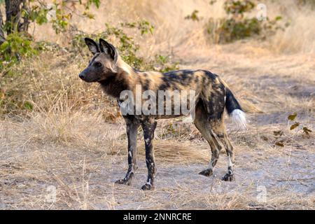 Afrikanischer Wildhund (Lycaon pictus), Gomoti Plains, Okavango Delta, Botsuana Stockfoto