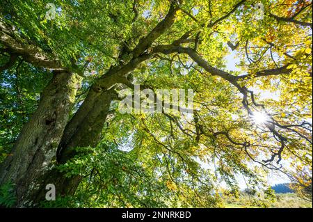 Alte Kupferbuche (Fagus sylvatica), knorriger Stamm und herbstfarbene Blätter, mit sunstar-Hintergrundbeleuchtung, Thüringen, Deutschland Stockfoto