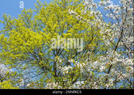 Kaiserapel (Acer platanoides), Gelbblüte und Wildkirsche (Prunus avium), weiße Blüte, im Frühjahr, Thüringen, Deutschland Stockfoto