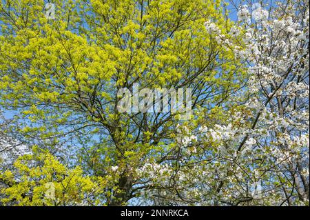 Kaiserapel (Acer platanoides), Gelbblüte und Wildkirsche (Prunus avium), weiße Blüte, im Frühjahr, Thüringen, Deutschland Stockfoto