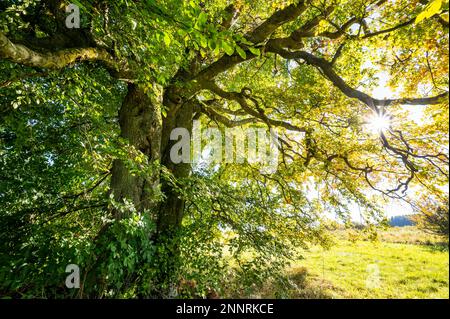 Alte Kupferbuche (Fagus sylvatica), knorriger Stamm und herbstfarbene Blätter, mit sunstar-Hintergrundbeleuchtung, Thüringen, Deutschland Stockfoto