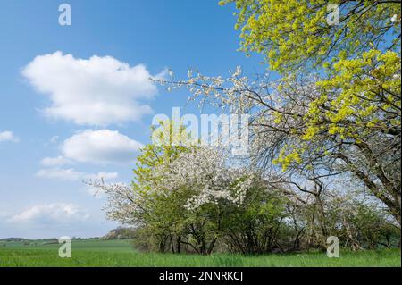 Feldkopse, Kaiserapel (Acer platanoides), Gelbblüte und Wildkirsche (Prunus avium), weiße Blüte, blauer Himmel, im Frühling, Thüringen Stockfoto