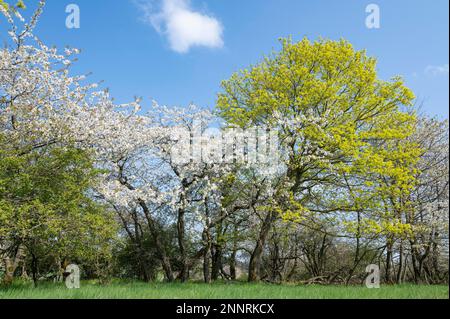 Feldkopse, Kaiserapel (Acer platanoides), Gelbblüte und Wildkirsche (Prunus avium), weiße Blüte, blauer Himmel, im Frühling, Thüringen Stockfoto