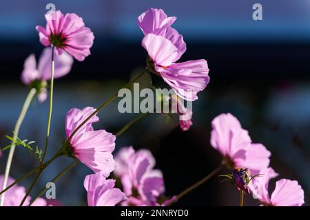 Lebendige sonnenbeschienenen Cosmos Blumen wachsen in einem Garten in Lindfield West Sussex Stockfoto