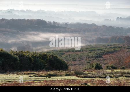 Misty Morning im Ashdown Forest Stockfoto