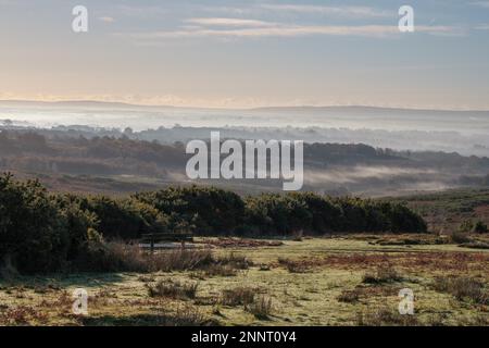 Misty Morning im Ashdown Forest Stockfoto