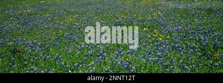 Blühende Blüten in Meadow, Gillespie County, Texas, USA Stockfoto