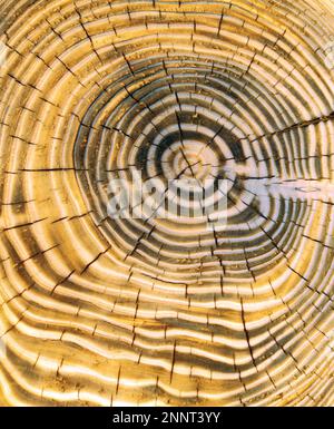 Altersringe auf einem Baumstumpf (Dendrochronologie) Stockfoto