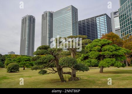 Hamarikyu Park, Imperial Garden of Hama Residence, vor der Skyline, Chuo District, Tokio, Honshu Island, Japan Stockfoto