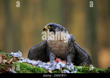 Wanderfalke (Falco peregrinus), Erwachsener auf dem Boden mit Beute, Rimavska Sobota, Slowakische Republik, Europa Stockfoto