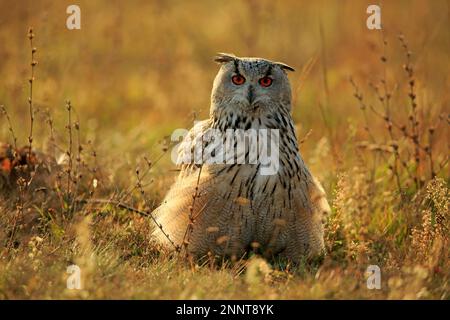 Westliche Sibirische Adlereule (Bubo bubo sibiricus), Erwachsener am Boden, Rimavska Sobota, Slowakische Republik, Europa Stockfoto