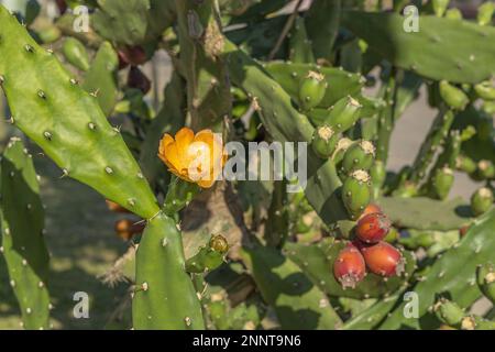 Nopalpflanze mit Blumen und Früchten. Opuntia ficus-indica Stockfoto