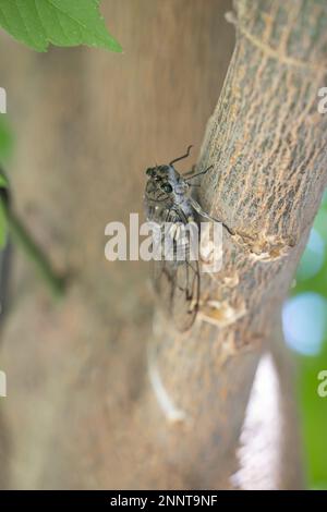 Cicada (Cicadidae), die auf einem Ast ruht. Makrofotografie. Stockfoto