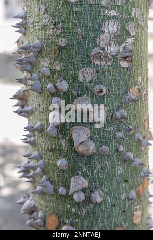 Nahaufnahme der Rinde eines weißen Seidenbaums (Ceiba insignis). Stockfoto