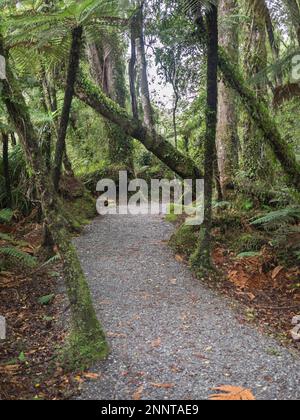 Pfad durch Wald, Te Wahimounamu, Westküste, Südinsel, Neuseeland Stockfoto