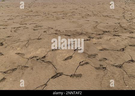 Fußspuren im trocknenden Schlamm. Dürrekonzept. Stockfoto