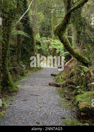 Pfad durch Wald, Te Wahimounamu, Westküste, Südinsel, Neuseeland Stockfoto