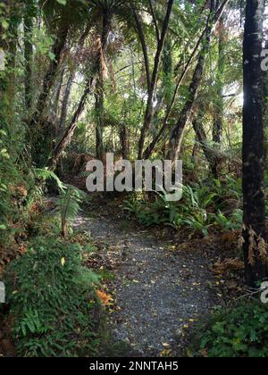 Pfad durch den Wald am Ufer des Moeraki-Sees, Westküste, Südinsel, Neuseeland Stockfoto