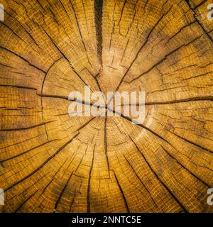 Risse aus der Zeit eines Baumstumpfes (Dendrochronologie) Stockfoto