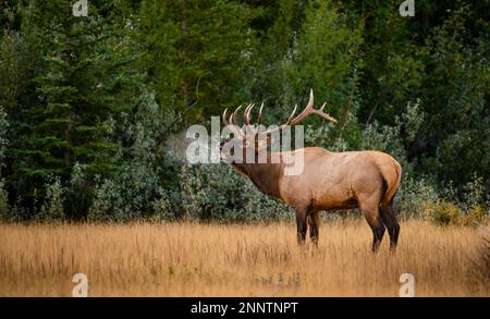 Bugling-Bulle-Elch (Cervus canadensis) in Meadow, Canmore, Alberta, Kanada Stockfoto