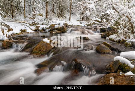 Canmore Creek fließt durch schneebedeckte Wälder, Canmore, Alberta, Kanada Stockfoto