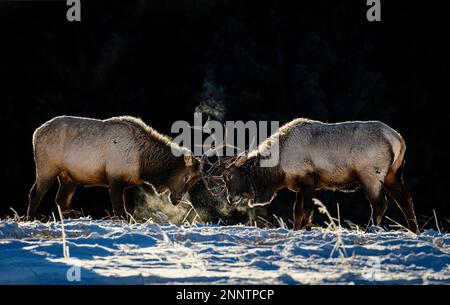 Bullenelken (Cervus canadensis) kämpfen auf Schnee, Canmore, Alberta, Kanada Stockfoto