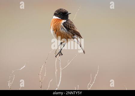 Gemeiner Stonechat (Saxicola rubicola) auf einem Ast Stockfoto